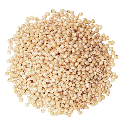 Sorghum