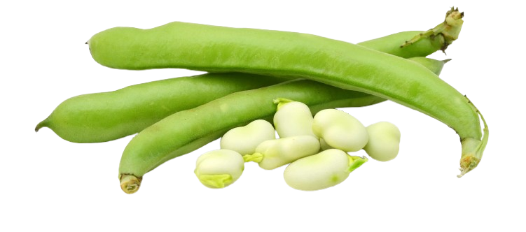 Broad Beans