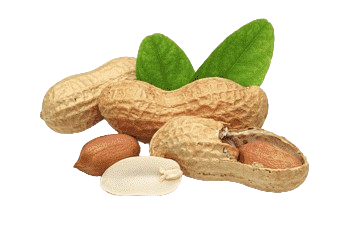 In-shell Peanut